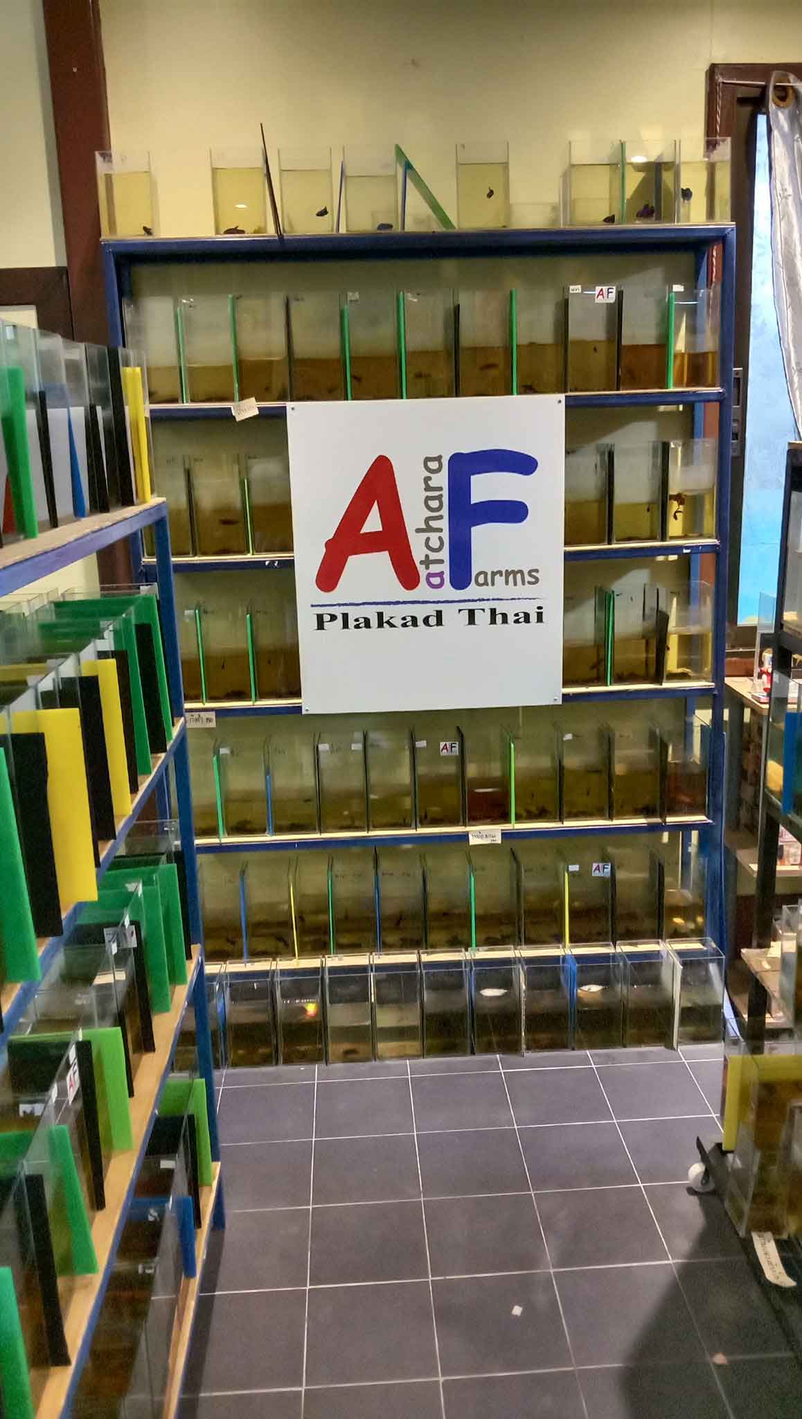 Display racks and betta tanks inside AF Plakad Thai shop